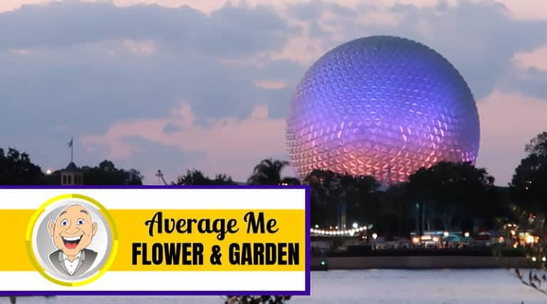 Average Me - Saying Goodbye to Flower & Garden Festival
