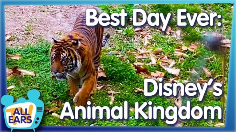 The Best Day Ever in Disney's Animal Kingdom