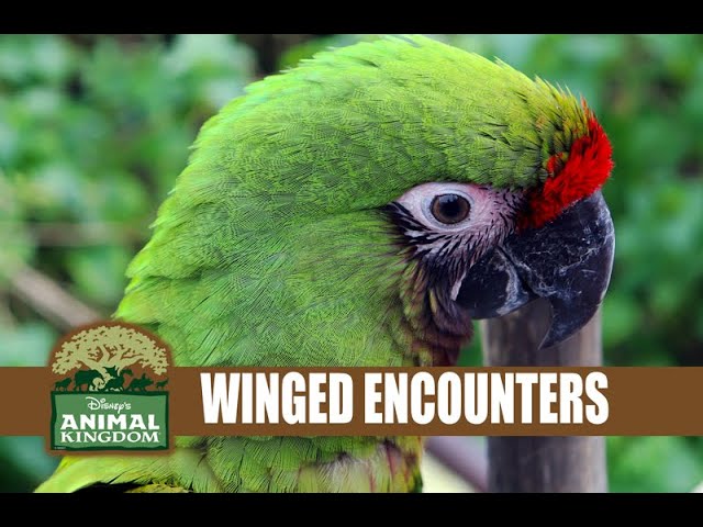 Winged Encounters Disney's Animal Kingdom Bird Show Flying Macaws