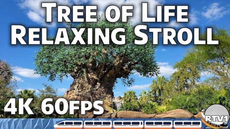 Relaxing Stroll - Tree of Life Pathways & More at Disney's Animal Kingdom