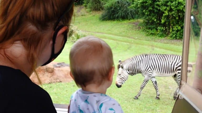 We Had An Awesome Day At Disney's Animal Kingdom! Rainy Safaris Are The Best