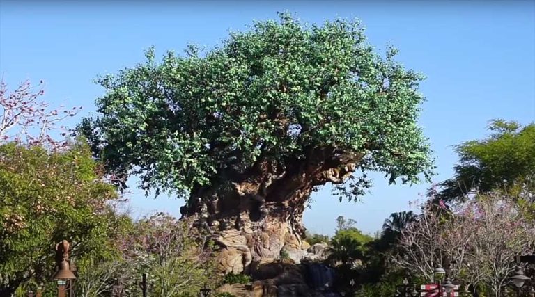 Top Tips for Animal Kingdom 2021 Back to Basics - Beyond the Kingdoms