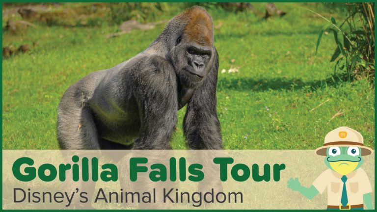 Gorilla Falls Exploration Trail